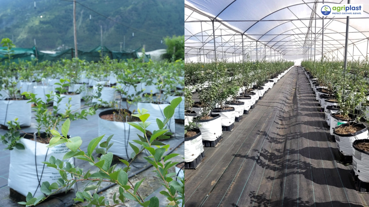 Open field vs protected poly tunnel blueberry farming comparison - Agriplast